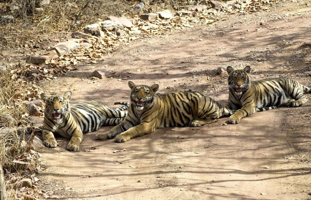 Ranthambore One Day Safari from Jaipur