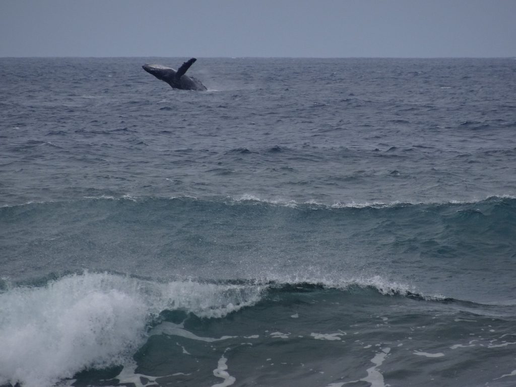 Molokai Whale Watching